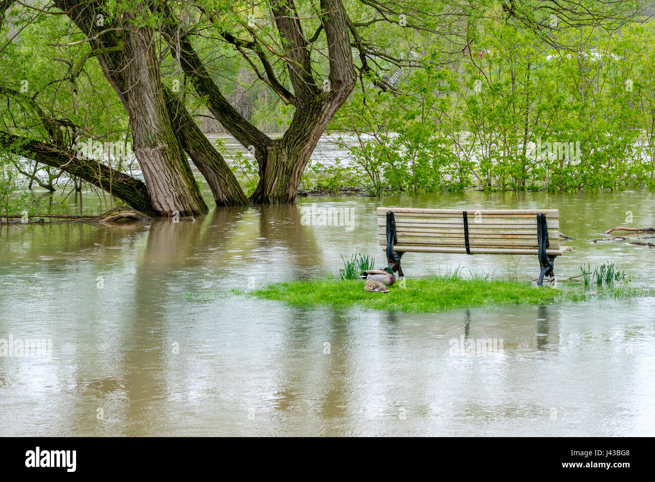 Thames River Überschwemmungen durch heftige Regenfälle im Mai 2017, überfluteten Park, Parkbank, London, Ontario, Kanada. Stockfoto
