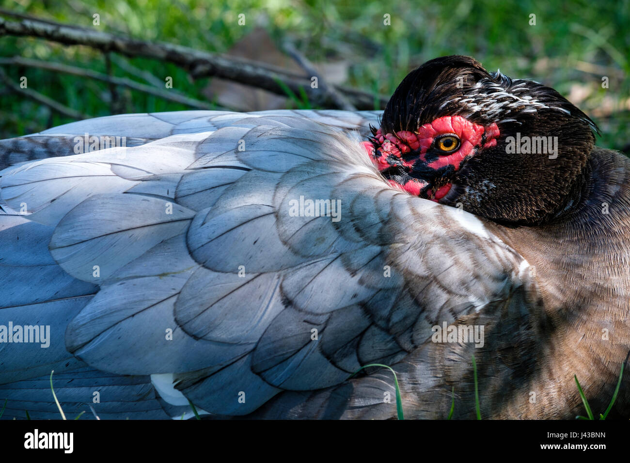 Grau, grau, blau Drake Barbarie-Ente (Cairina Moschata) Porträt, Nahaufnahme, Gesicht, wilde Ente, Männlich, schwarzen Kamm, rote Caruncling, Blick in die Kamera. Stockfoto