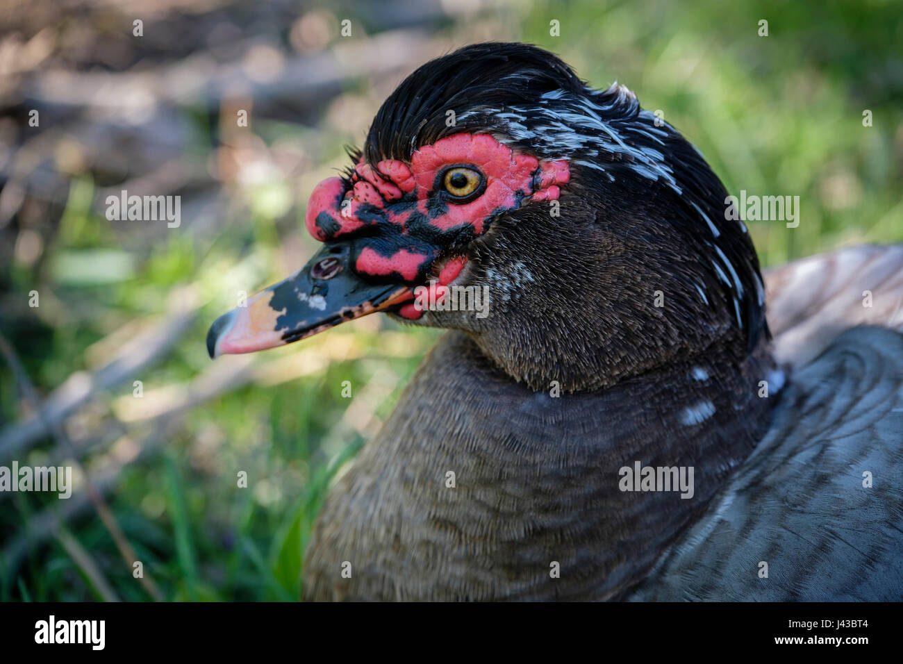 Grau, grau, blau Drake Barbarie-Ente (Cairina Moschata) Porträt, Nahaufnahme, Gesicht, wilde Ente, Männlich, schwarzen Kamm, rote Caruncling, Blick in die Kamera. Stockfoto