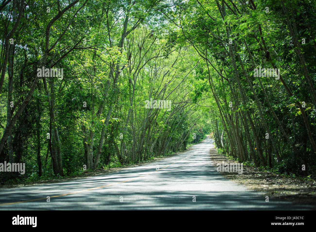 Ortsstraße in fallenden frischer grüner Baum in tropischen Wald Landschaft genannt Baum Tunnel. Sonnenlicht macht Schatten am Boden. Stockfoto