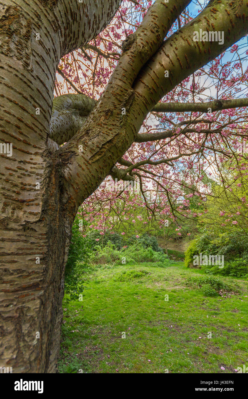 Detail auf dem Stamm einer Prunus Serrulata Kwanzan Kirsche Struktur in Jesmond Dene Park in Newcastle, UK am April Frühling Nachmittag erschossen Stockfoto