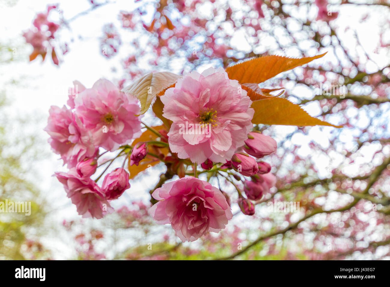 Close-up auf die rosa Blüten der Prunus Serrulata Kwanzan Kirsche Baum in Jesmond Dene Park in Newcastle, UK erschossen am April Frühling Nachmittag Stockfoto