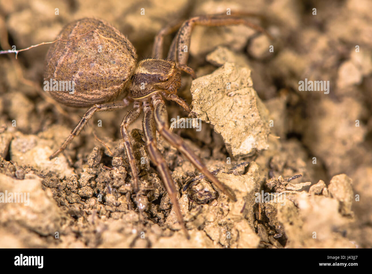 Xysticus Bifasciatus Spinne. Weibliche Krabbenspinne in der Familie Thomisidae in Bodennähe in Kalkstein Grünland Stockfoto