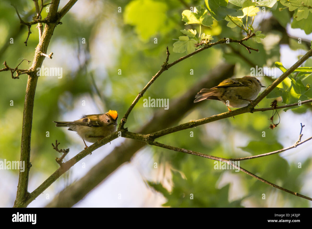 Paar Wintergoldhähnchen (Regulus Regulus) am Zweig. Großbritanniens kleinste Vogel, in der Familie Sylviidae, mit männlichen zeigt beeindruckende gold crest Stockfoto