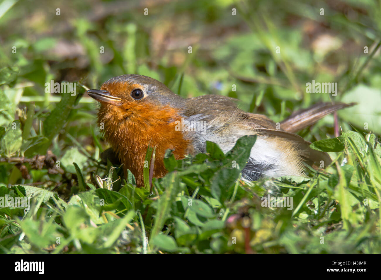 Junges rotkehlchen -Fotos und -Bildmaterial in hoher Auflösung – Alamy