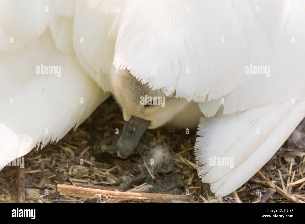 Höckerschwan (Cygnus Olor) Cygnet unter Mutters Flügel. Junge Küken eingebettet unter Federn von Mutters Flügel auf nest Stockfoto
