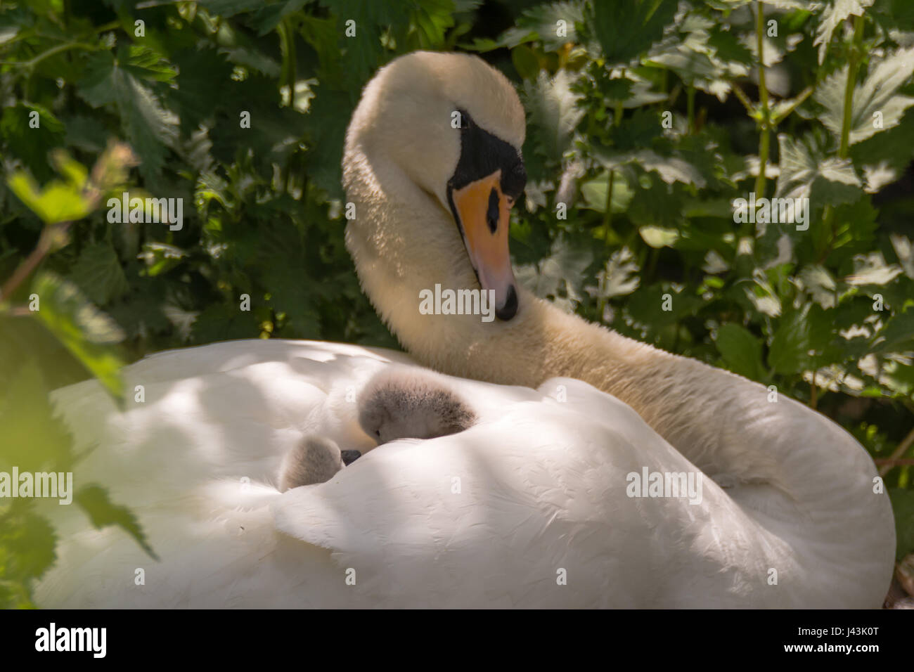 Höckerschwan (Cygnus Olor) Cygnets am Stift. Junge Küken eingebettet in Federn auf Rückseite Mutter im nest Stockfoto