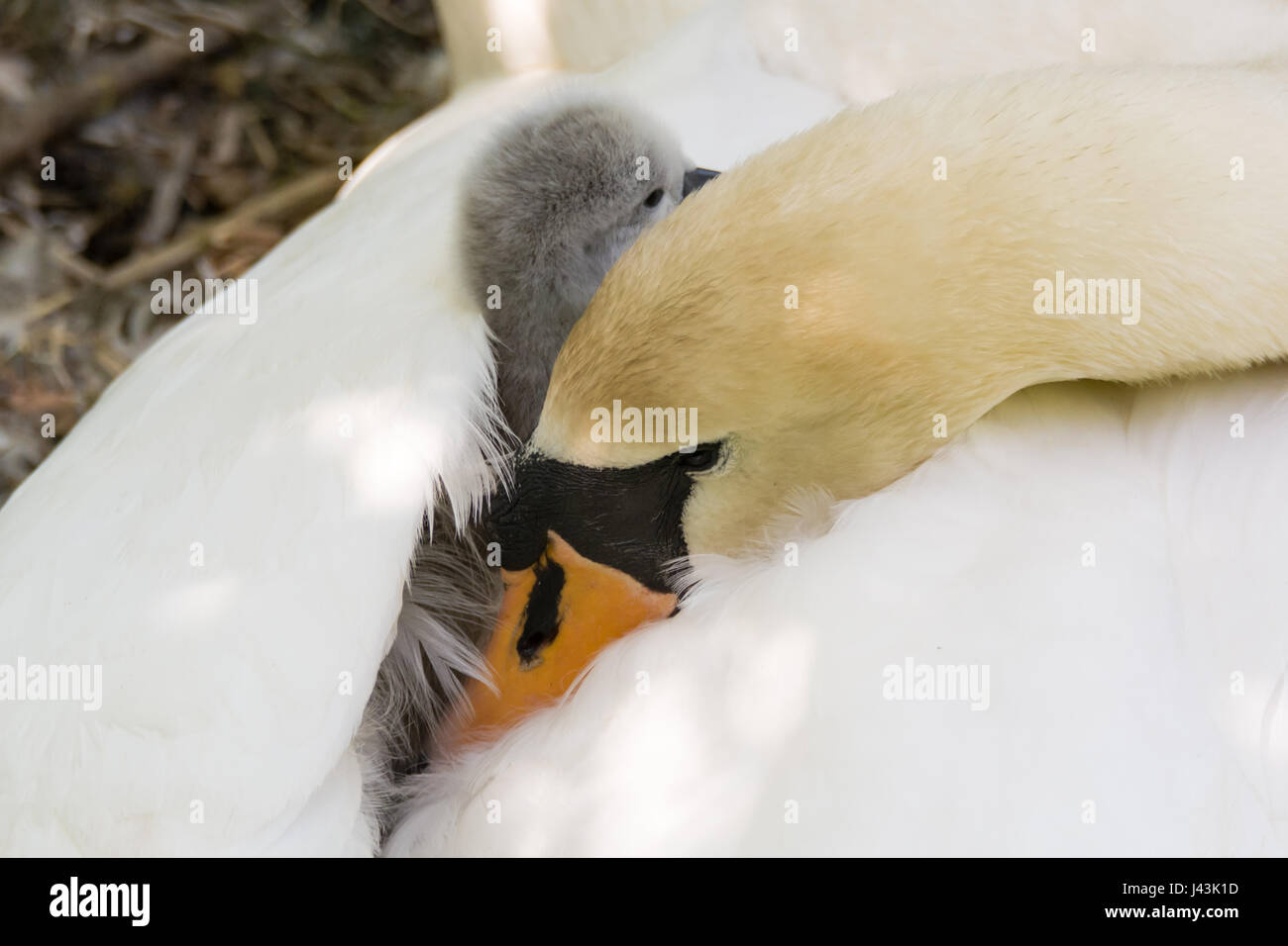 Höckerschwan (Cygnus Olor) Cygnet am Stift. Junge Küken eingebettet in Federn auf Rückseite Mutter im nest Stockfoto