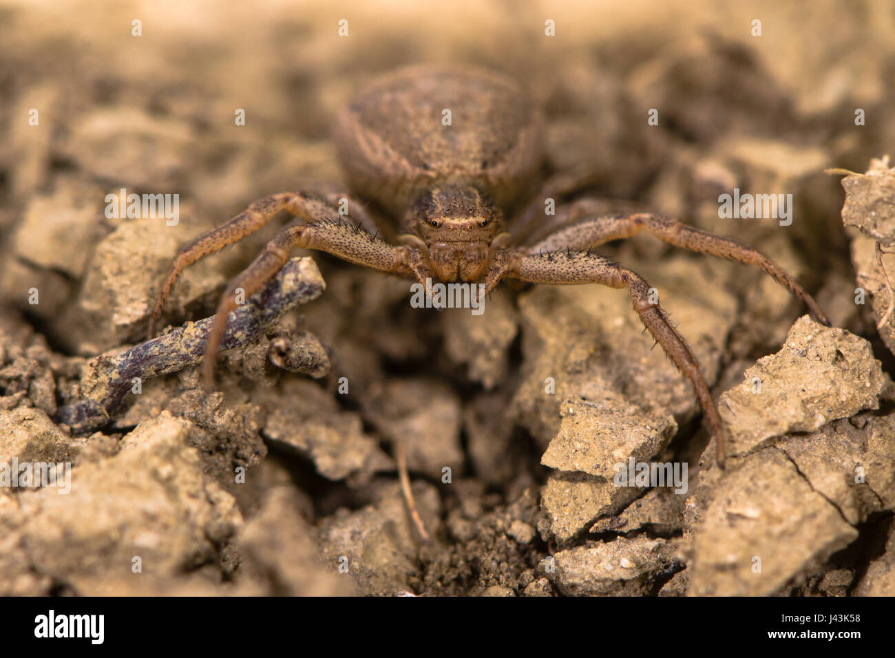 Xysticus Bifasciatus Spinne. Weibliche Krabbenspinne in der Familie Thomisidae in Bodennähe in Kalkstein Grünland Stockfoto