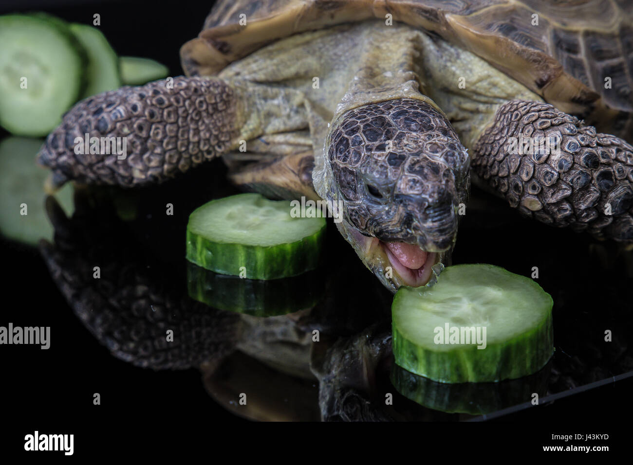 Schildkröte Angirly Schlemmen auf Gurke Stockfoto