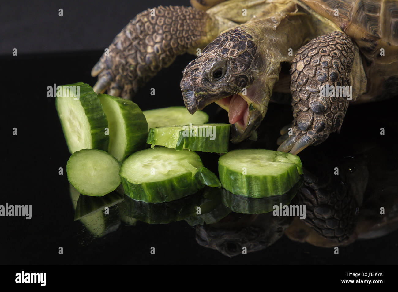 Schildkröte Angirly Schlemmen auf Gurke Stockfoto