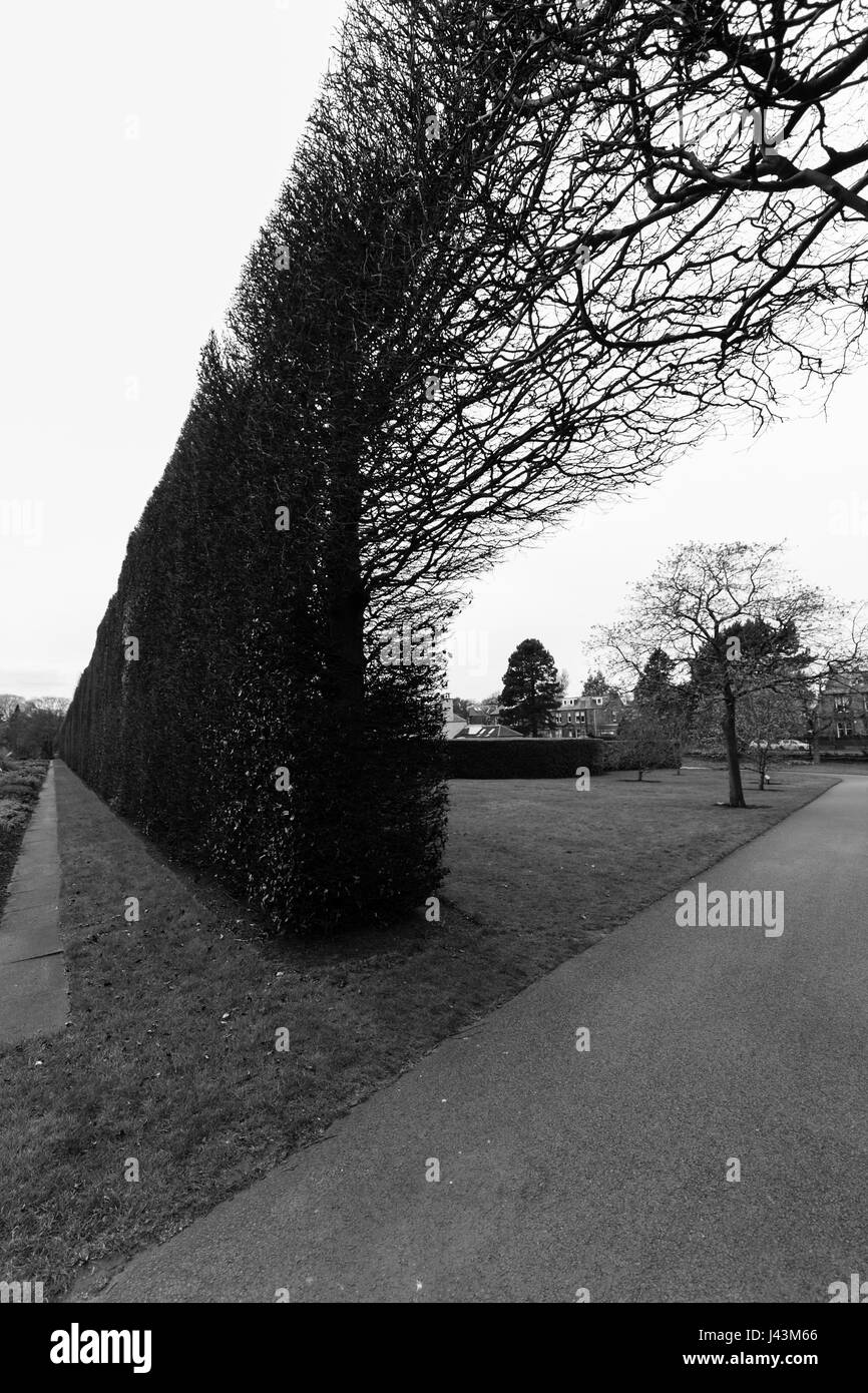 Ein Baum in der Ferne auf der Seite ein Fußweg gegen eine übergreifende lange Busch Zaun in schwarz und weiß im Royal Botanic Garden in Edinburgh, Scotl Stockfoto