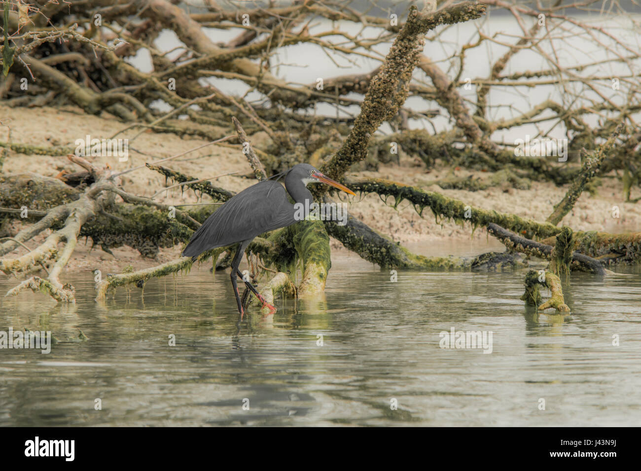 Graureiher Stockfoto