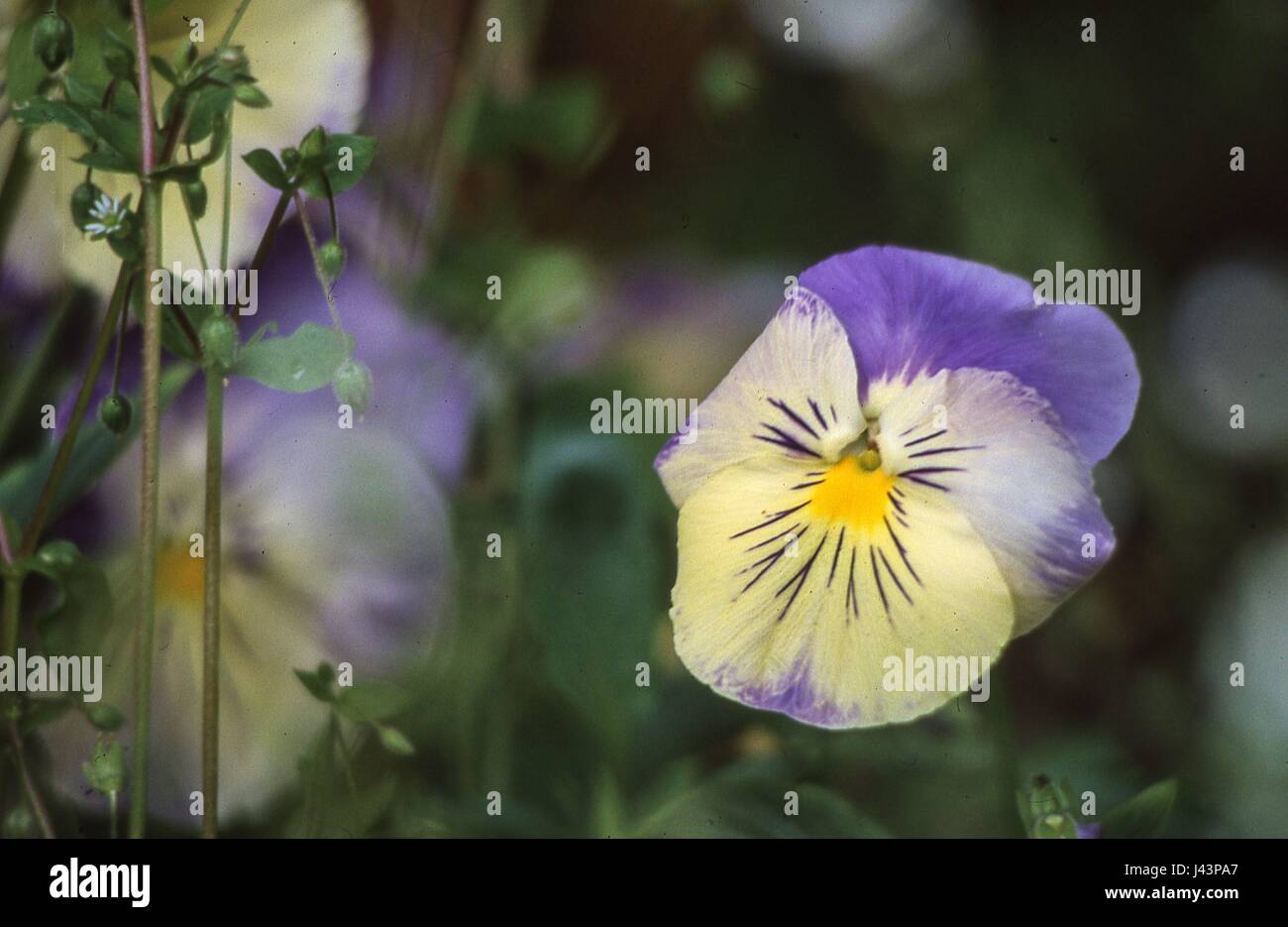 Blumen Stockfoto