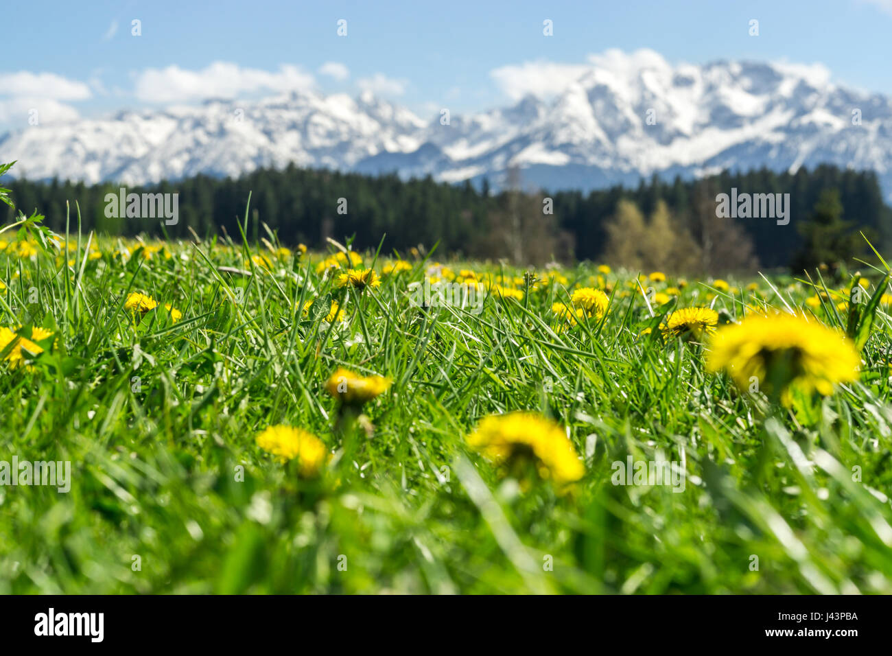 Gelbe Blume Wiese