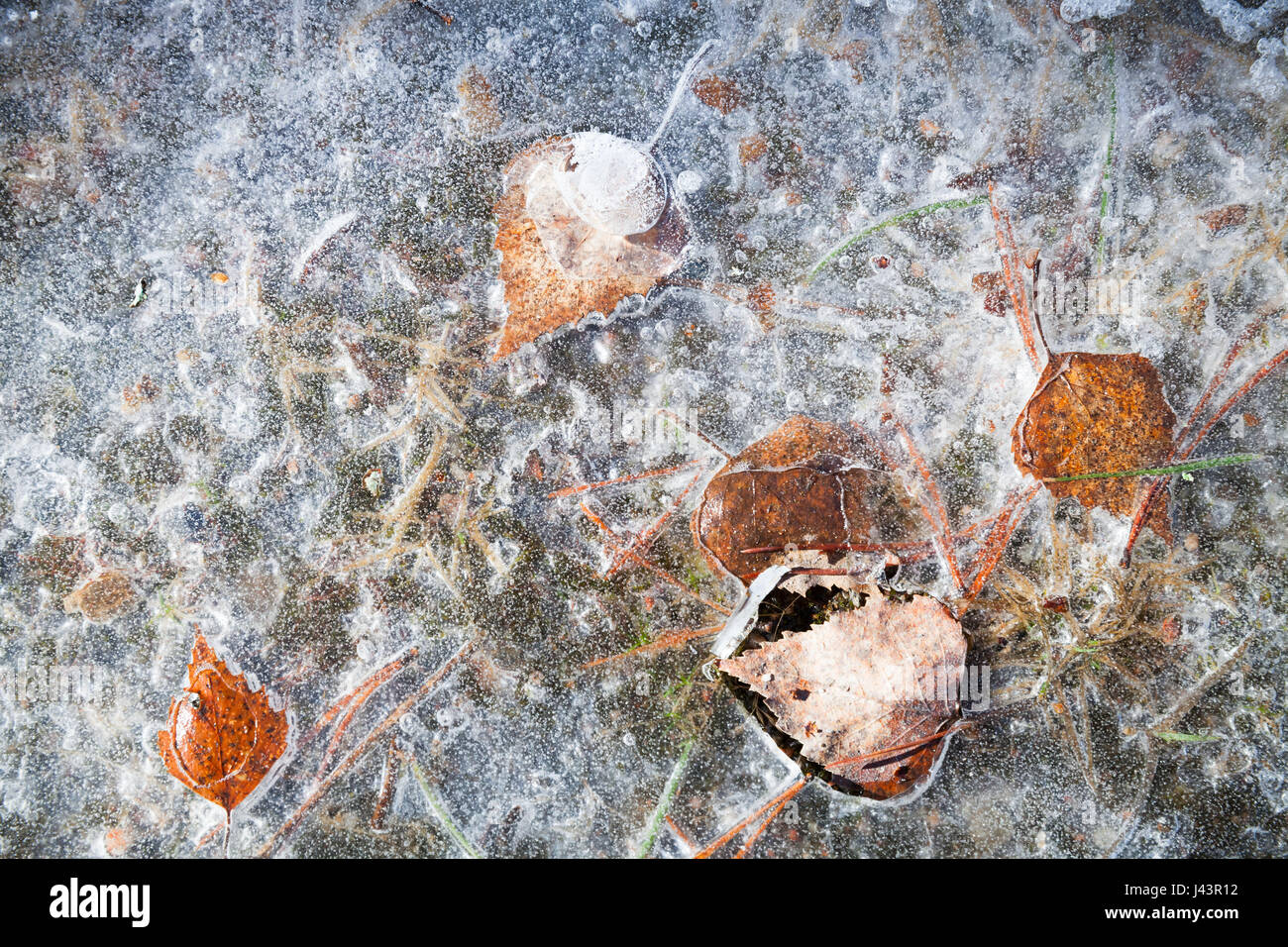 Herbstliche Blätter in dünnem Eis, natürlichen Hintergrund Fototexturen eingefroren Stockfoto