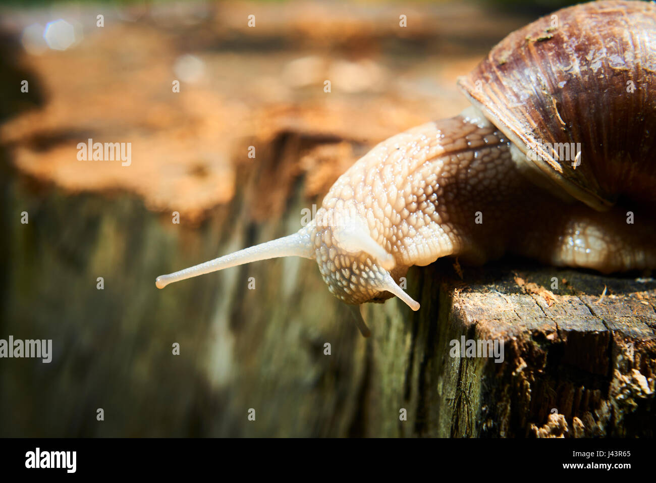 Eine gemeinsame Garten Schnecke auf einem Baumstumpf klettern. Schnecke Balanceakt am Rande des alten stumpfes. Stockfoto