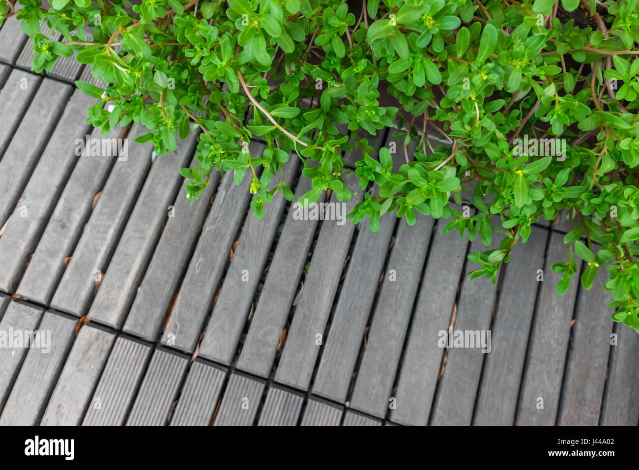 Holzbrett im Garten Stockfoto