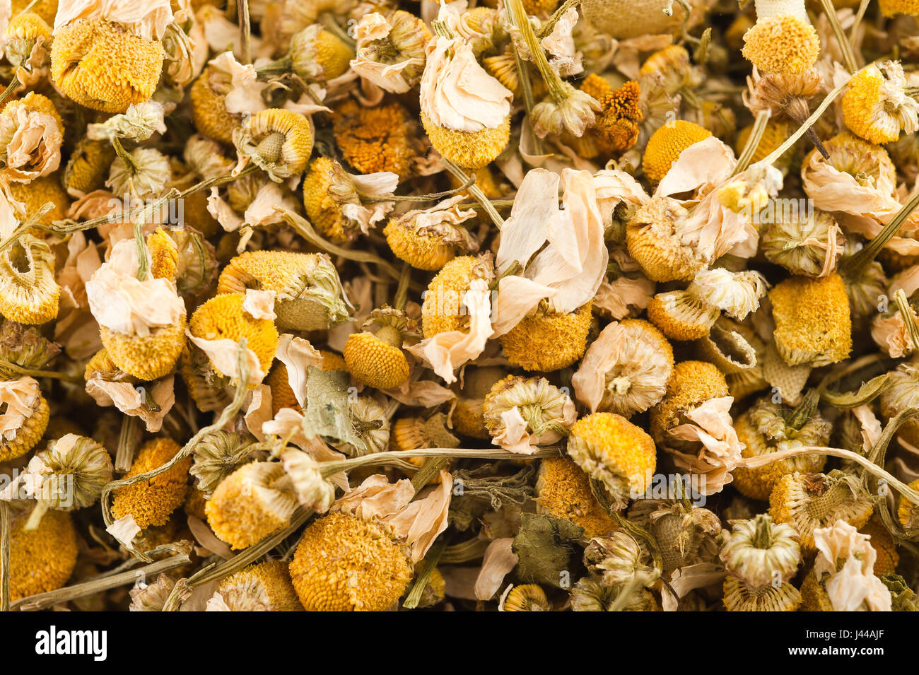 Kamille-Hintergrund mit Trockenblumen Stockfoto