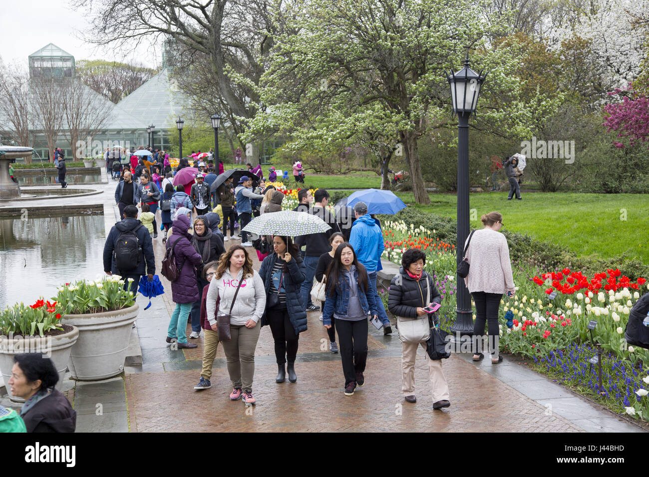 Selbst der Regen hört nicht auf Blumenliebhaber der Brooklyn Botanic Garden im Frühjahr in Brooklyn, New York zu besuchen. Stockfoto