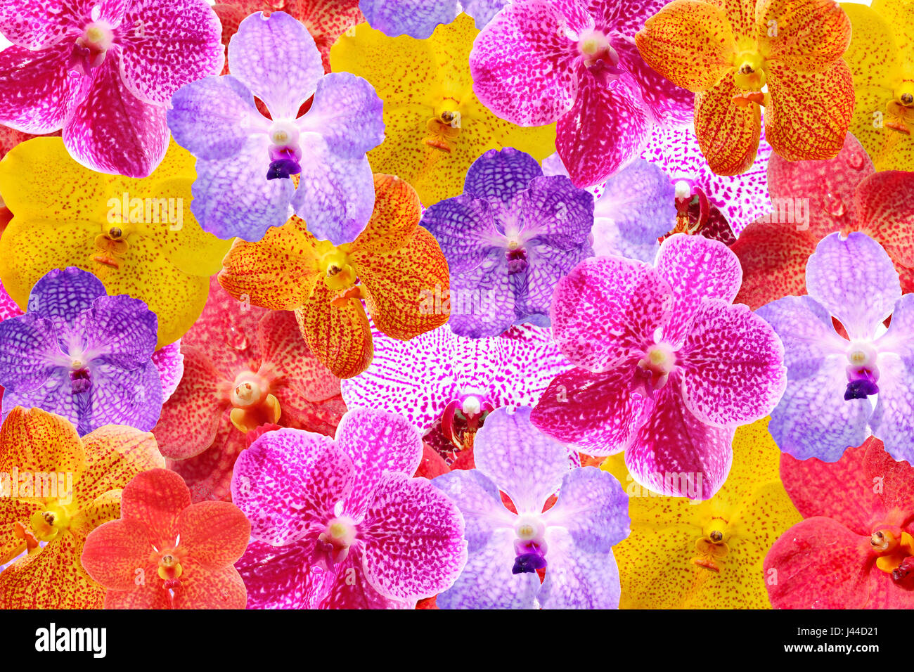 Bunte Orchideen flach legen Blumenrahmen Stockfoto