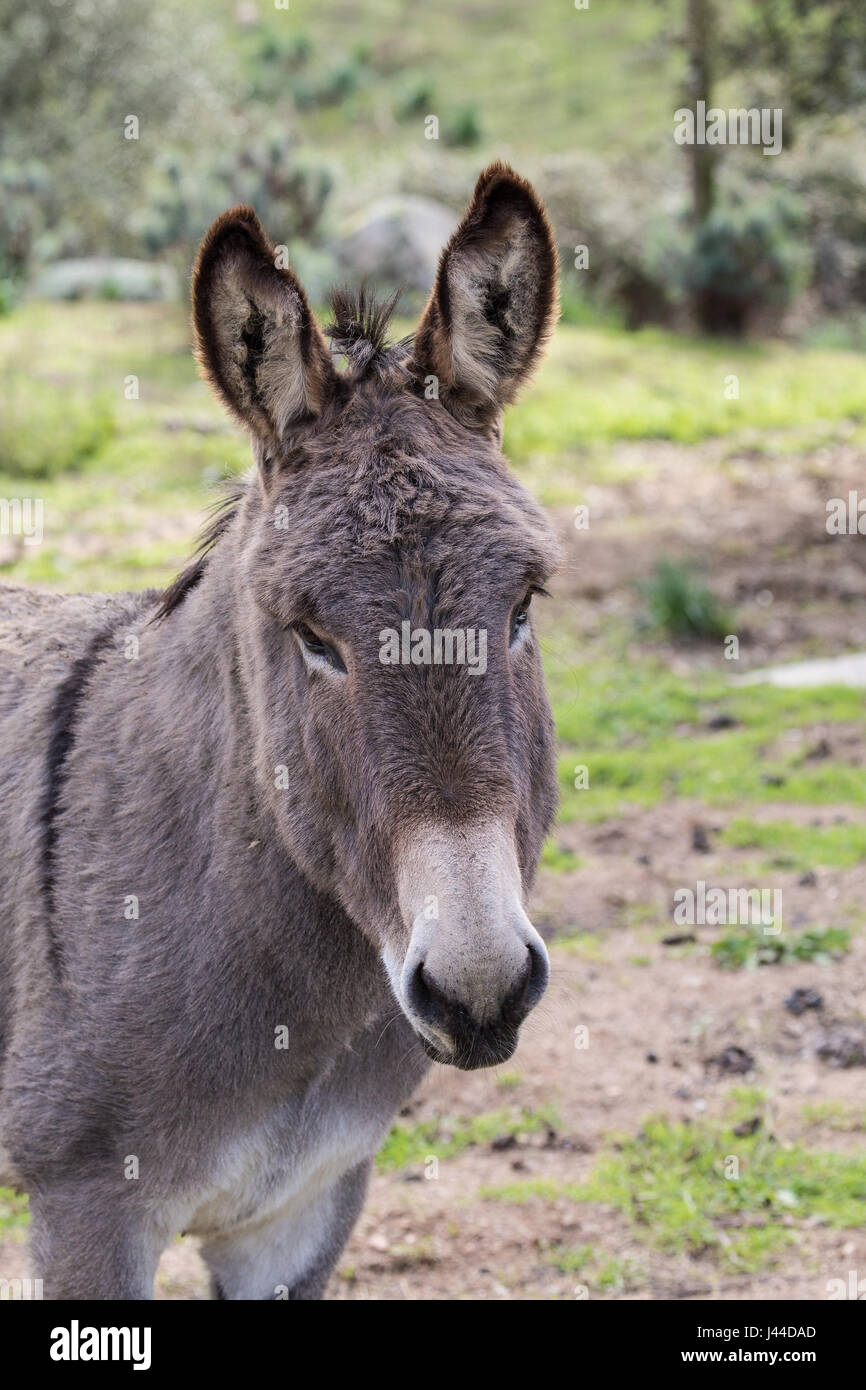 Einen schönen Esel Stockfotografie Alamy