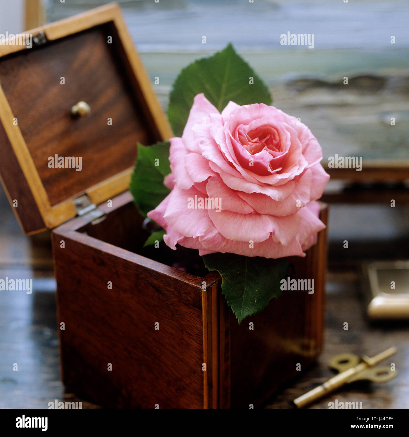 Rosa Blume in Holzkiste Stockfoto
