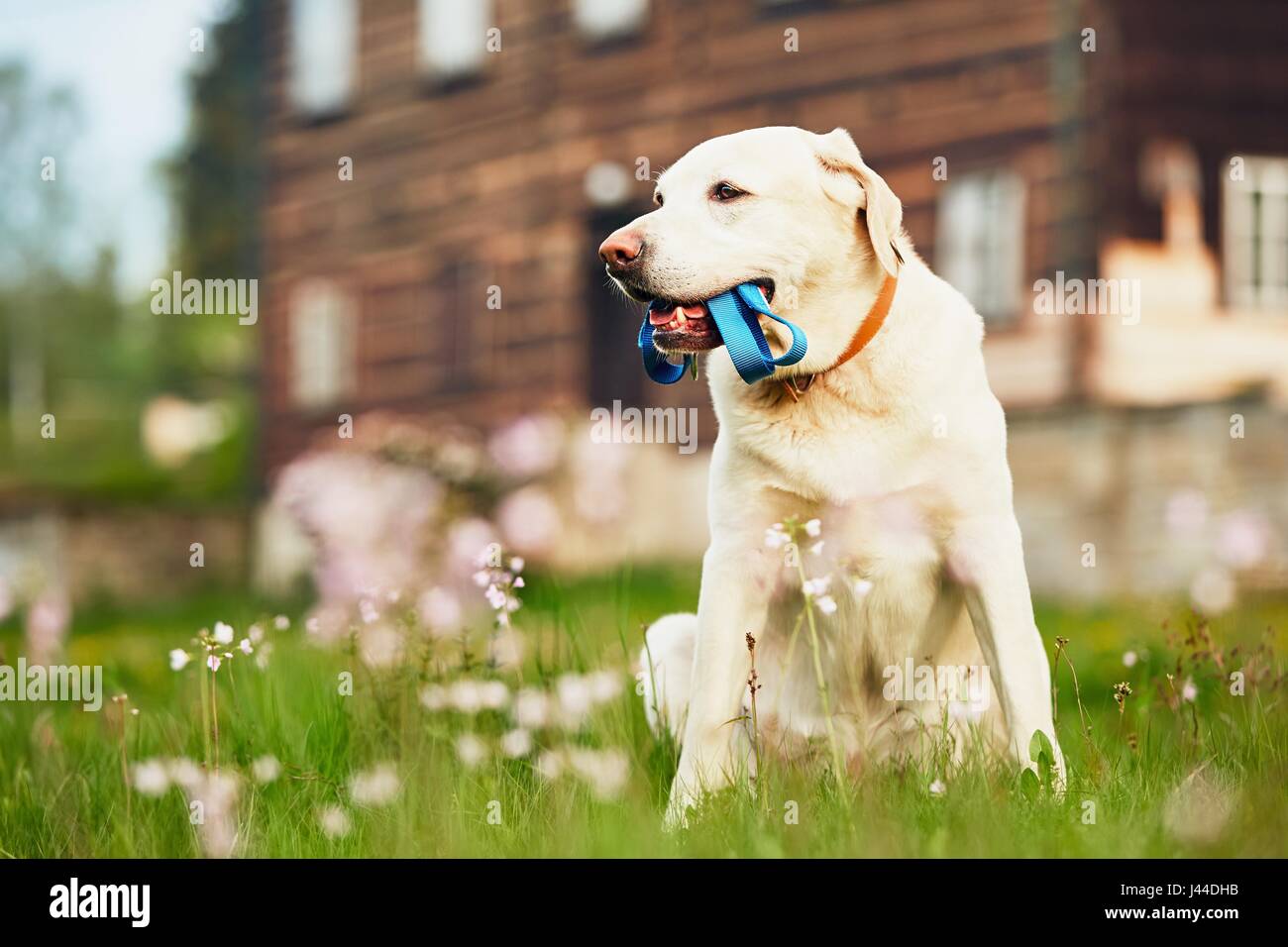 Niedlichen Hund (Labrador Retriever) mit Leine wartet Spaziergang vor dem Haus. Stockfoto