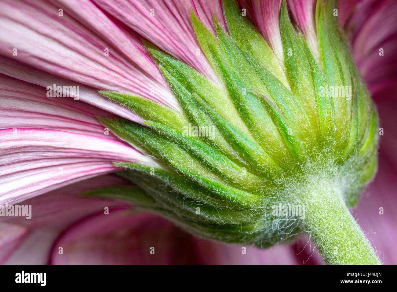 Anderen Perspektive Daisy Blume Stockfoto
