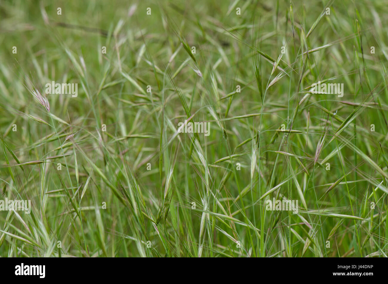 Wilde Wiese. Stockfoto