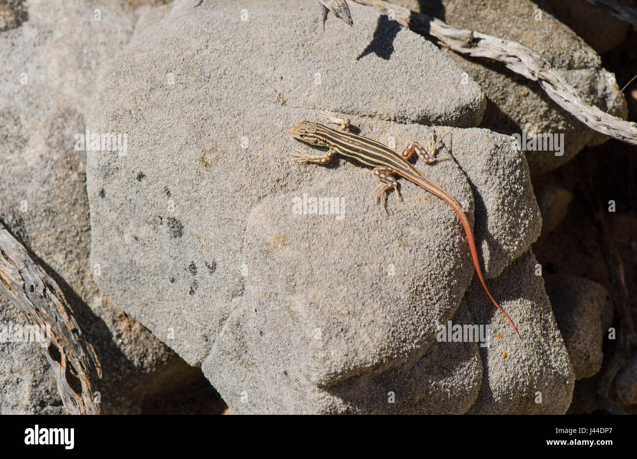 Juvenile stacheligen leichtfüßig Eidechse, Eidechsen, Reptil, Acanthodactylus Erythrurus sonnen sich auf Felsen. Andalusien, Spanien. Stockfoto