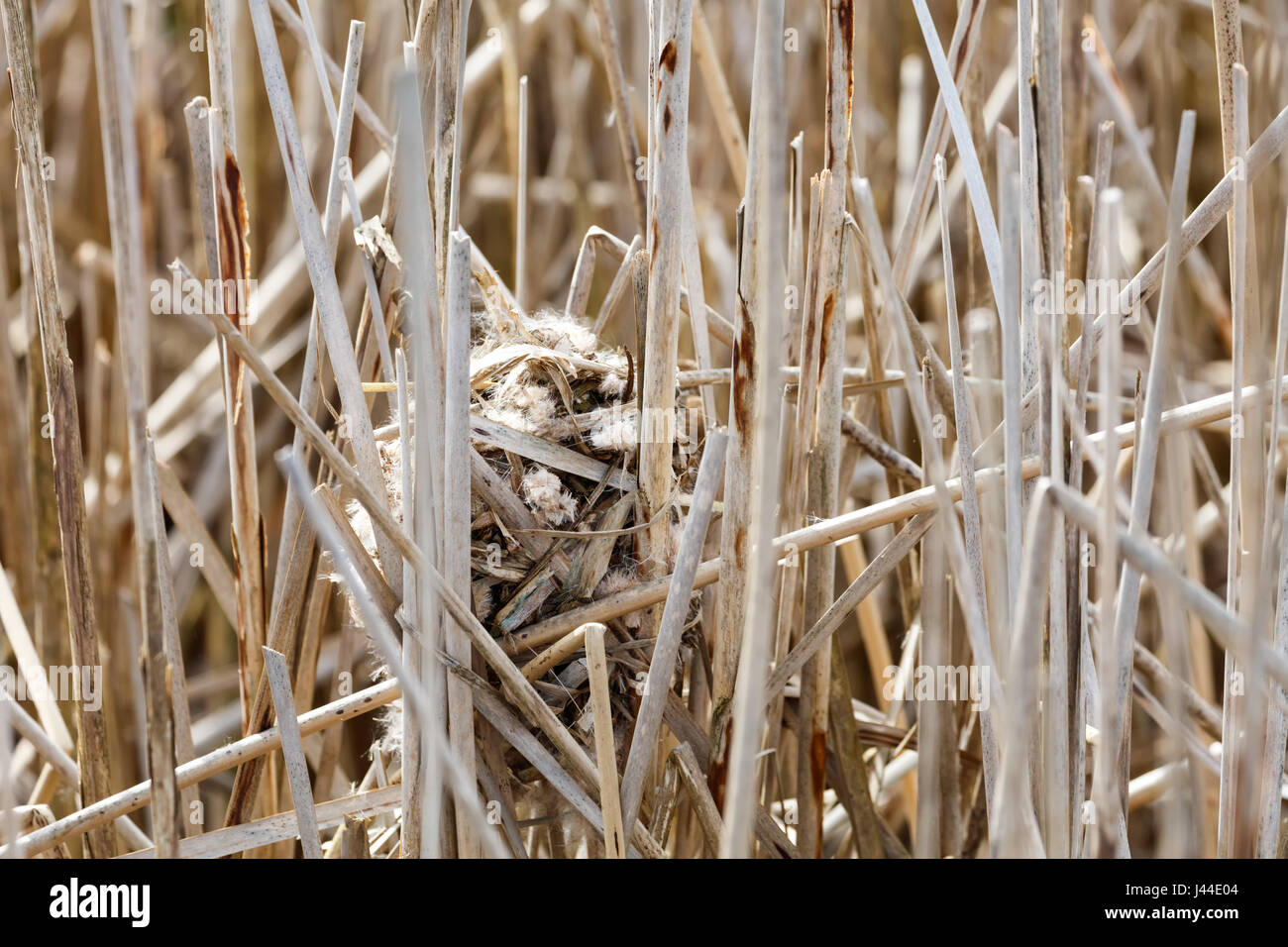 Marsh Wren Nest in Vancouver BC Kanada, Stockfoto
