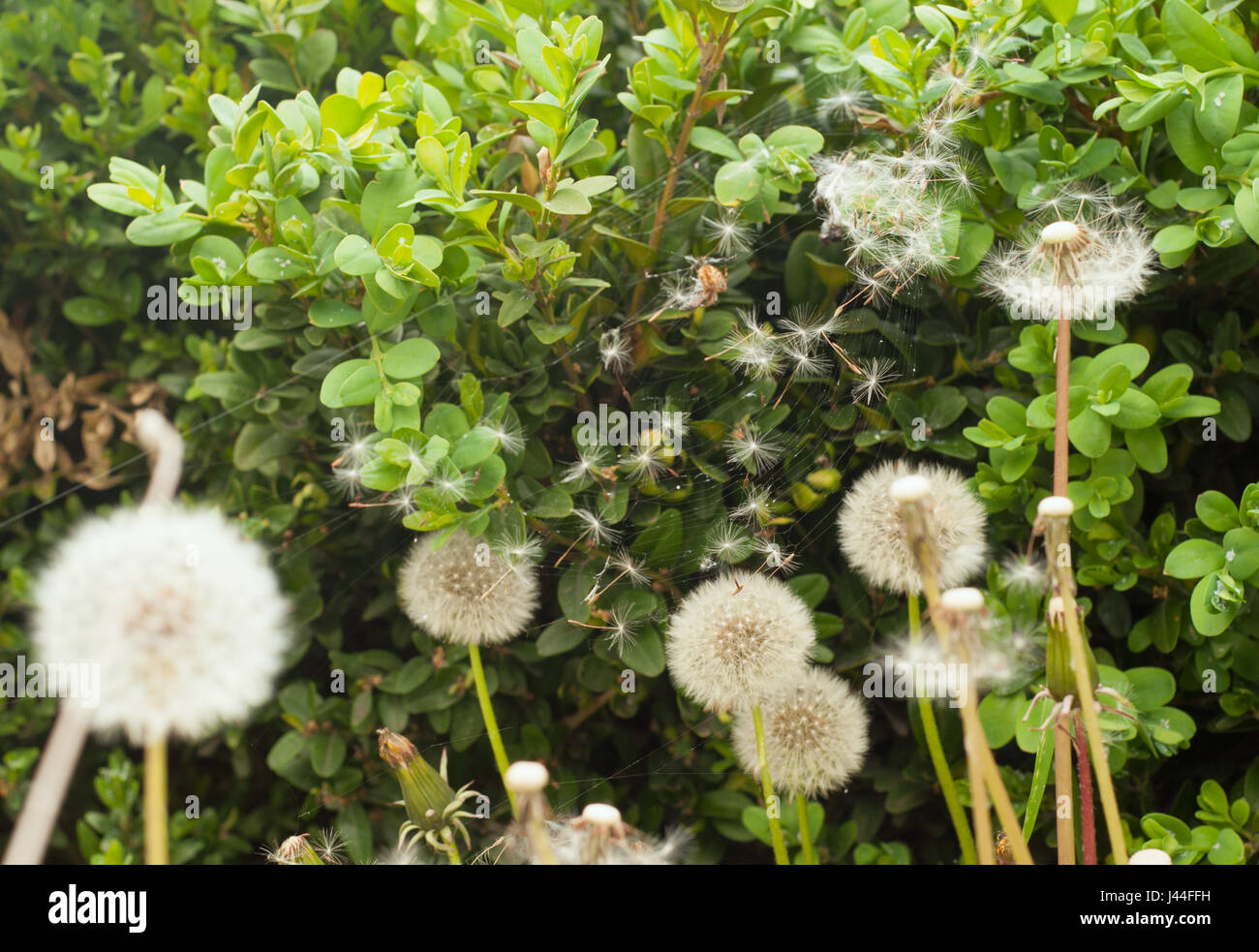 Gelochte Spinnennetze mit Löwenzahnsamen ohne Spinne im Garten Stockfoto