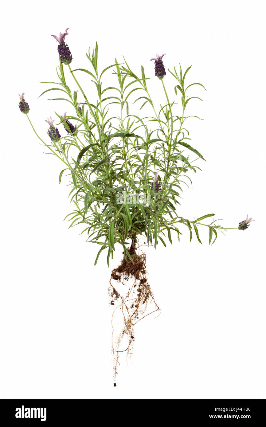 gesamten französischen Lavendel Pflanze auf weißen Hintergrund isoliert Stockfoto