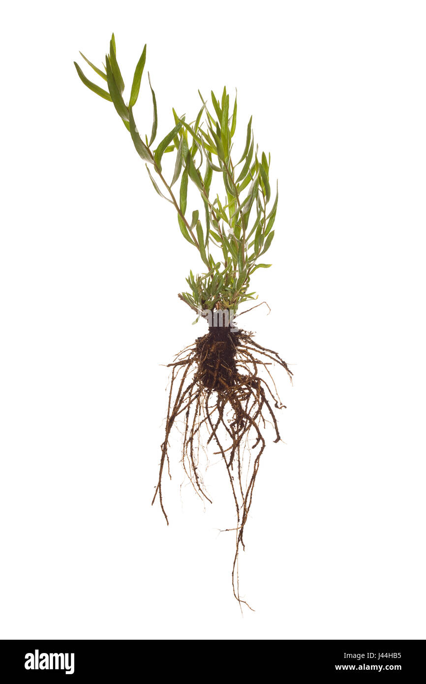 gesamten französischen Taragon Pflanze mit Wurzeln auf weißen Hintergrund isoliert Stockfoto