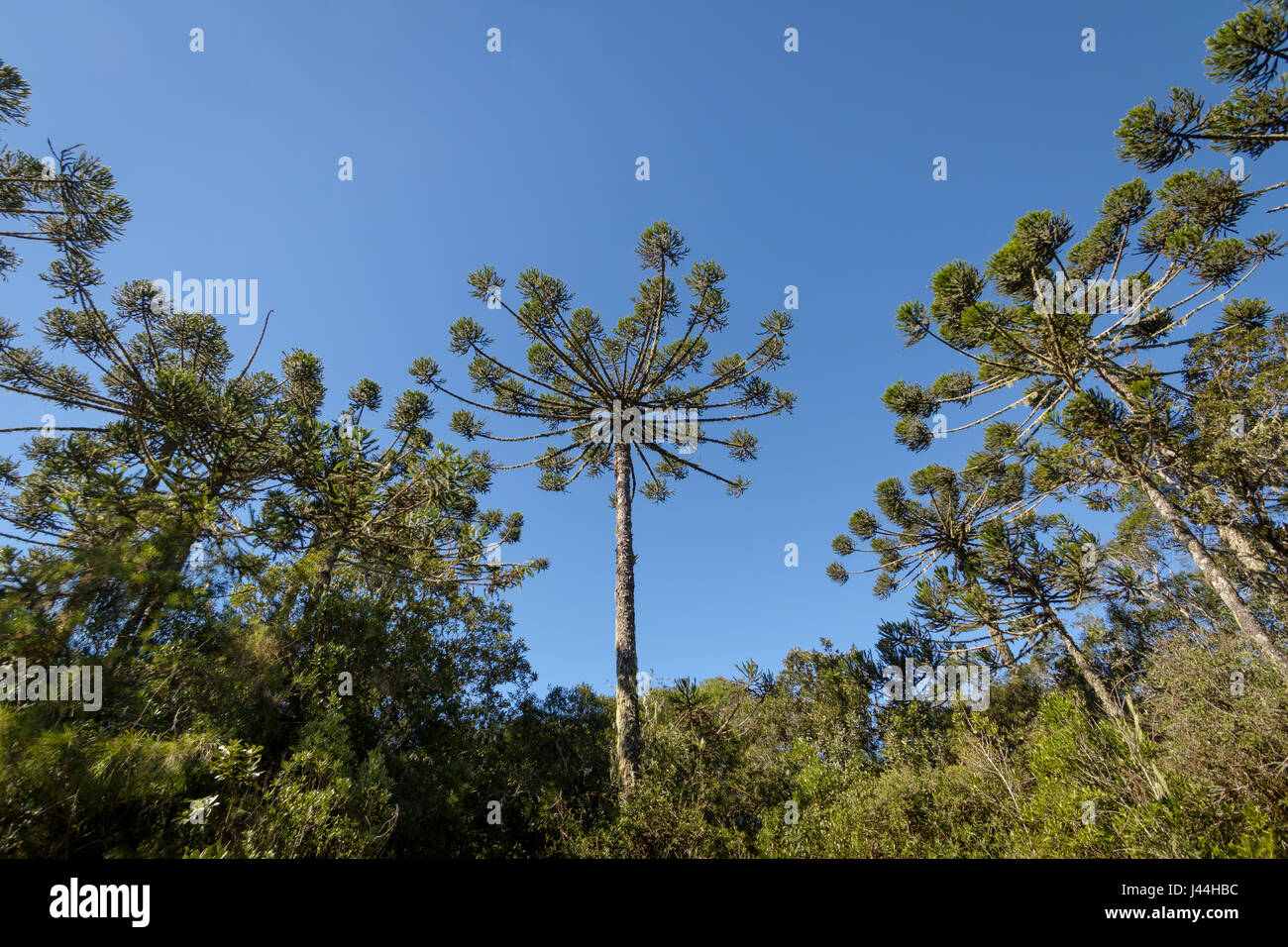 Araucaria Angustifolia (brasilianische Kiefer) von Itaimbezinho Canyon im Aparados da Serra National Park - Cambara do Sul, Rio Grande do Sul, Brasilien Stockfoto