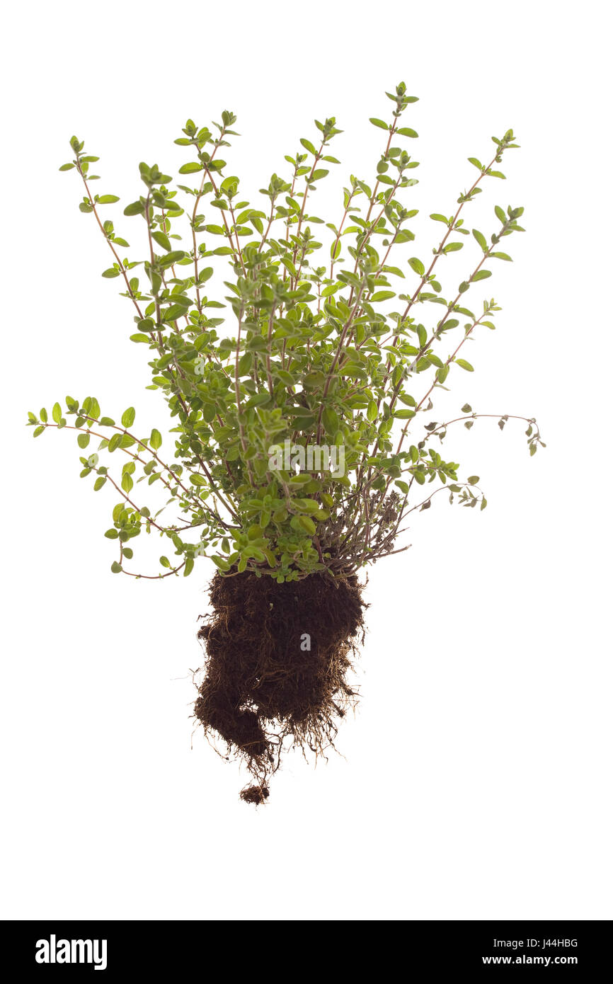 ganze Majoran Pflanze mit Wurzeln auf weißen Hintergrund isoliert Stockfoto