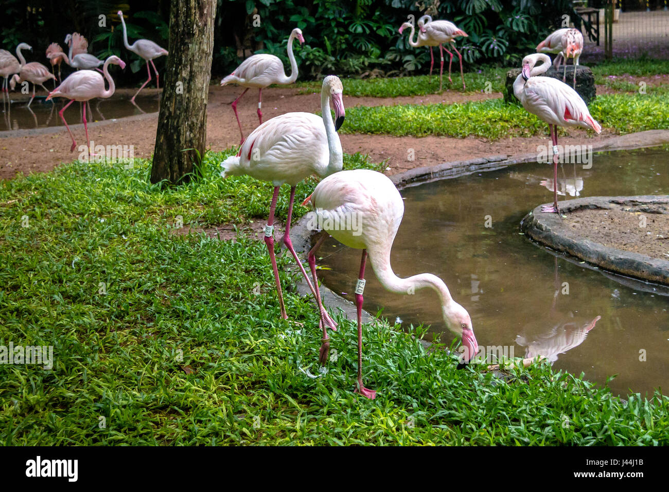 Flamingos im Parque Das Aves - Foz do Iguaçu, Parana, Brasilien Stockfoto