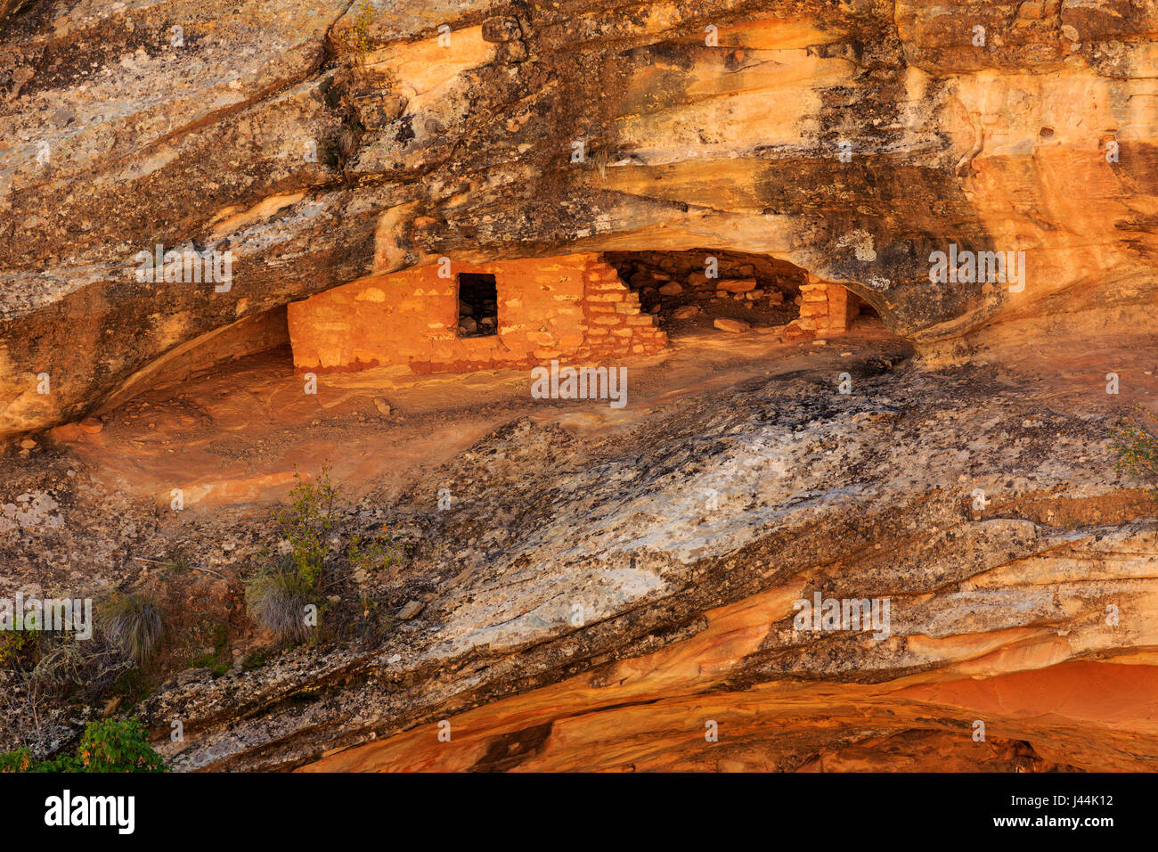 Dies ist eine Ansicht einer Klippe Wohnung auf die Butler Wash Ruine im Bären Ohren National Monument, San Juan County, Utah, USA. Dies und andere Klippenwohnungen Stockfoto