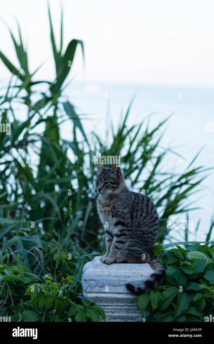 Grau gestreifte Katze auf Steinsäule Säule mit unscharfen Pflanzen dahinter Stockfoto