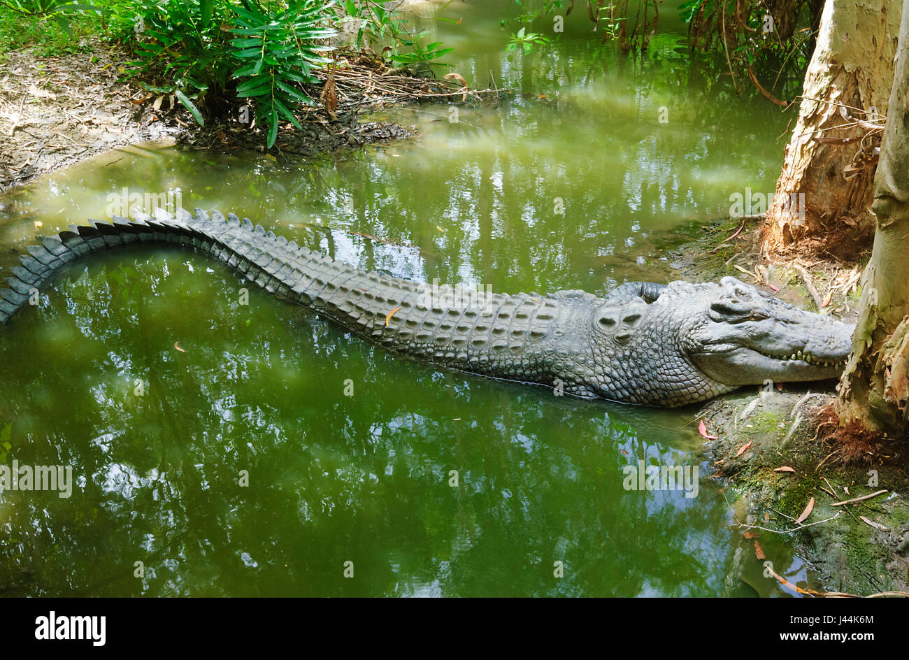 Salzwasser-Krokodil (Crocodylus Porosus) Sonnenbad am Hartleys Krokodil Abenteuer, in der Nähe von Port Douglas, Far North Queensland, FNQ, QLD, Australien Stockfoto