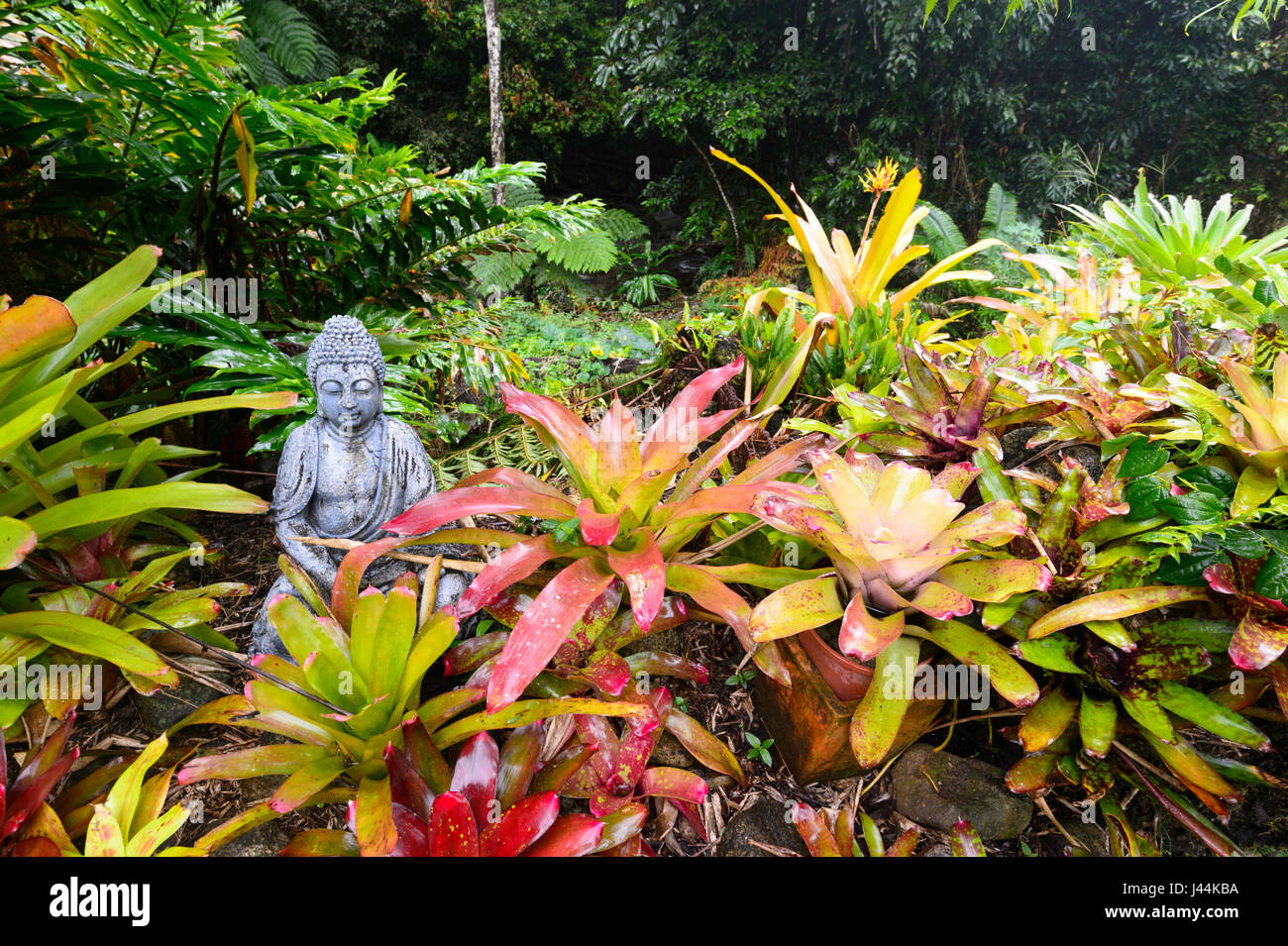 Anzeige von bunten Bromelien und ornamentalen Statue in einem tropischen Garten im Regenwald, Bellenden Ker, Far North Queensland, Queensland, FNQ, Australien Stockfoto