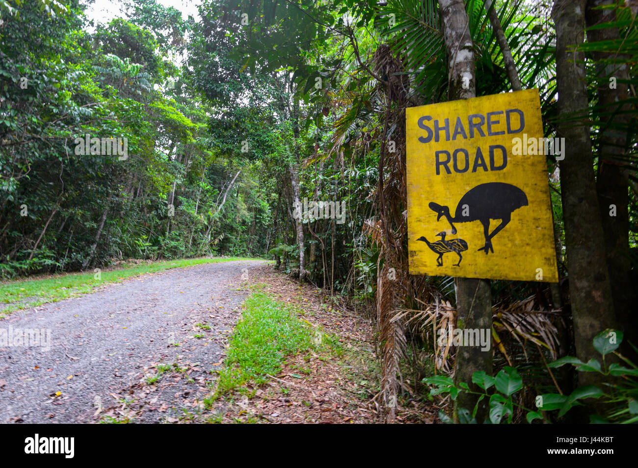 Warnung Straßenschild 'Shared Road mit Cassowaries' im tropischen Regenwald, Bellenden Ker, Far North Queensland, Queensland, FNQ, Australien Stockfoto