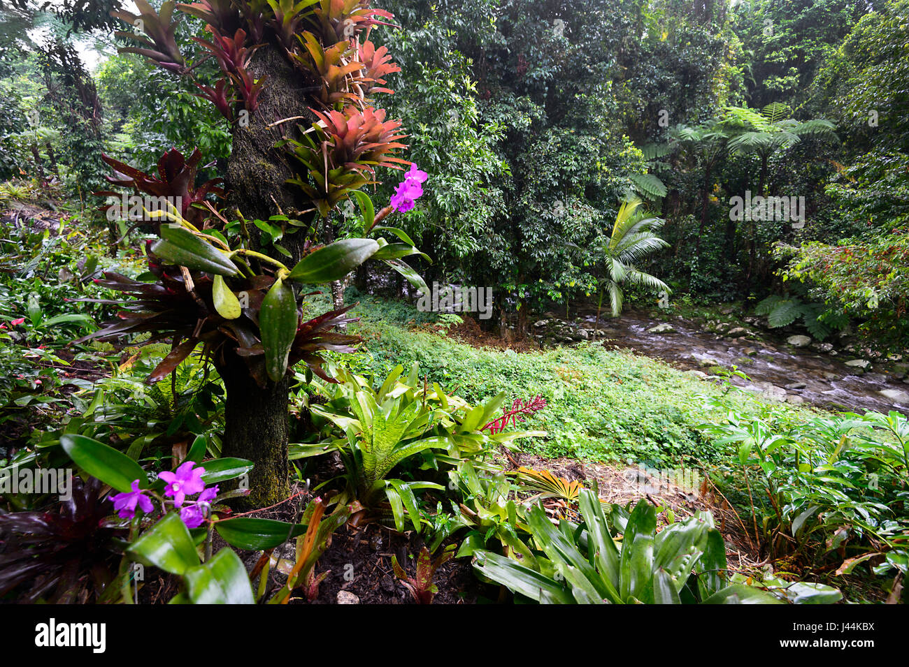 Orchideen und Bromelien in einem tropischen Garten im Regenwald, Bellenden Ker, Far North Queensland, Queensland, FNQ, Australien Stockfoto