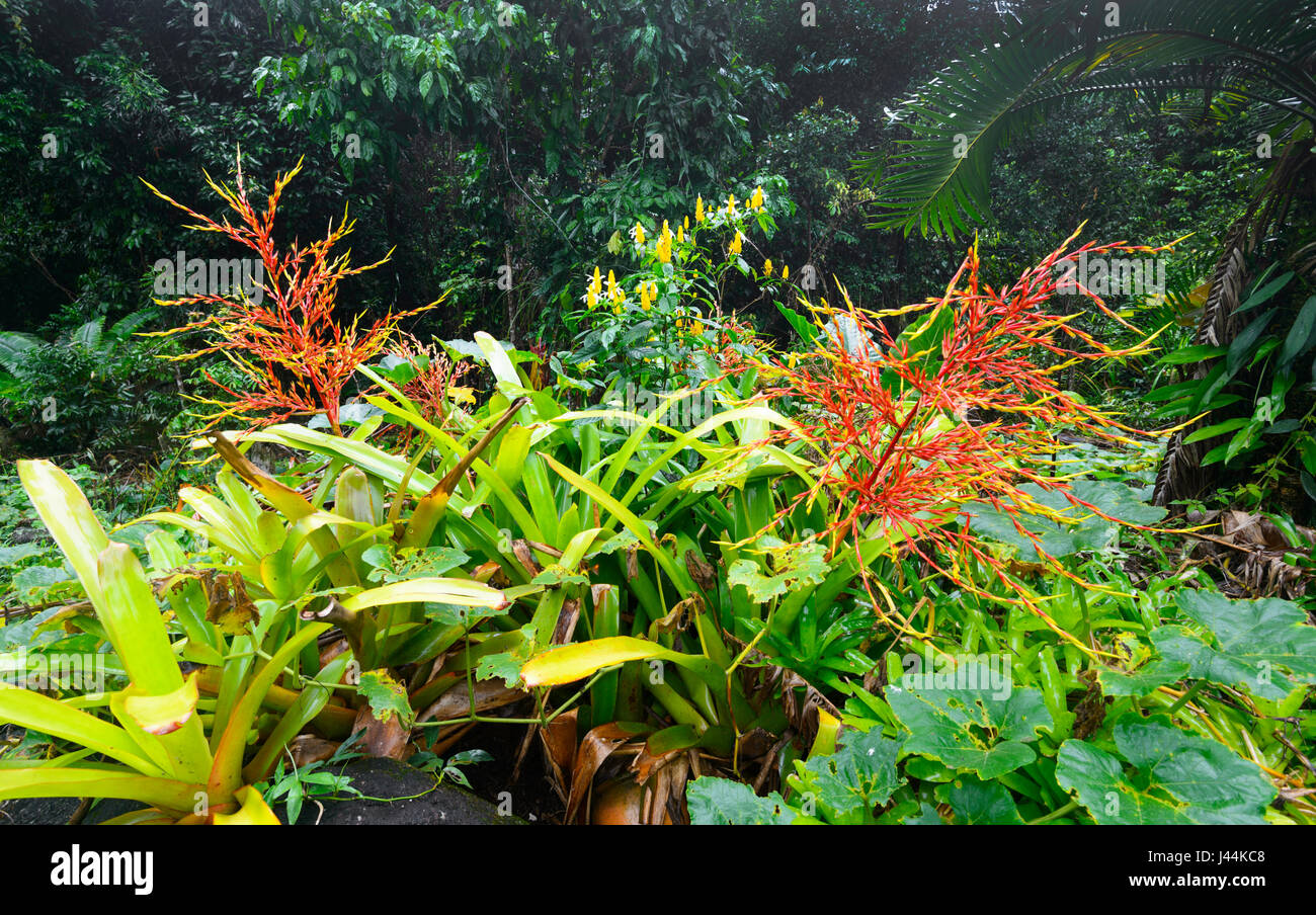 Blühende Bromelien und wilder Ingwer in tropischen Regenwald, Bellenden Ker, Far North Queensland, Queensland, FNQ, Australien Stockfoto
