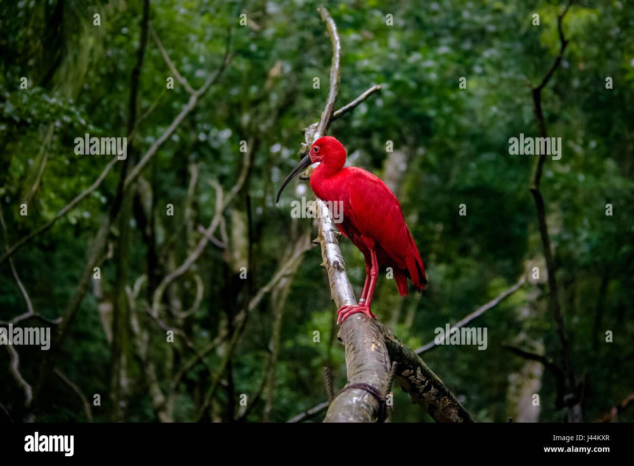 Scarlet Ibis im Parque Das Aves - Foz do Iguaçu, Parana, Brasilien Stockfoto