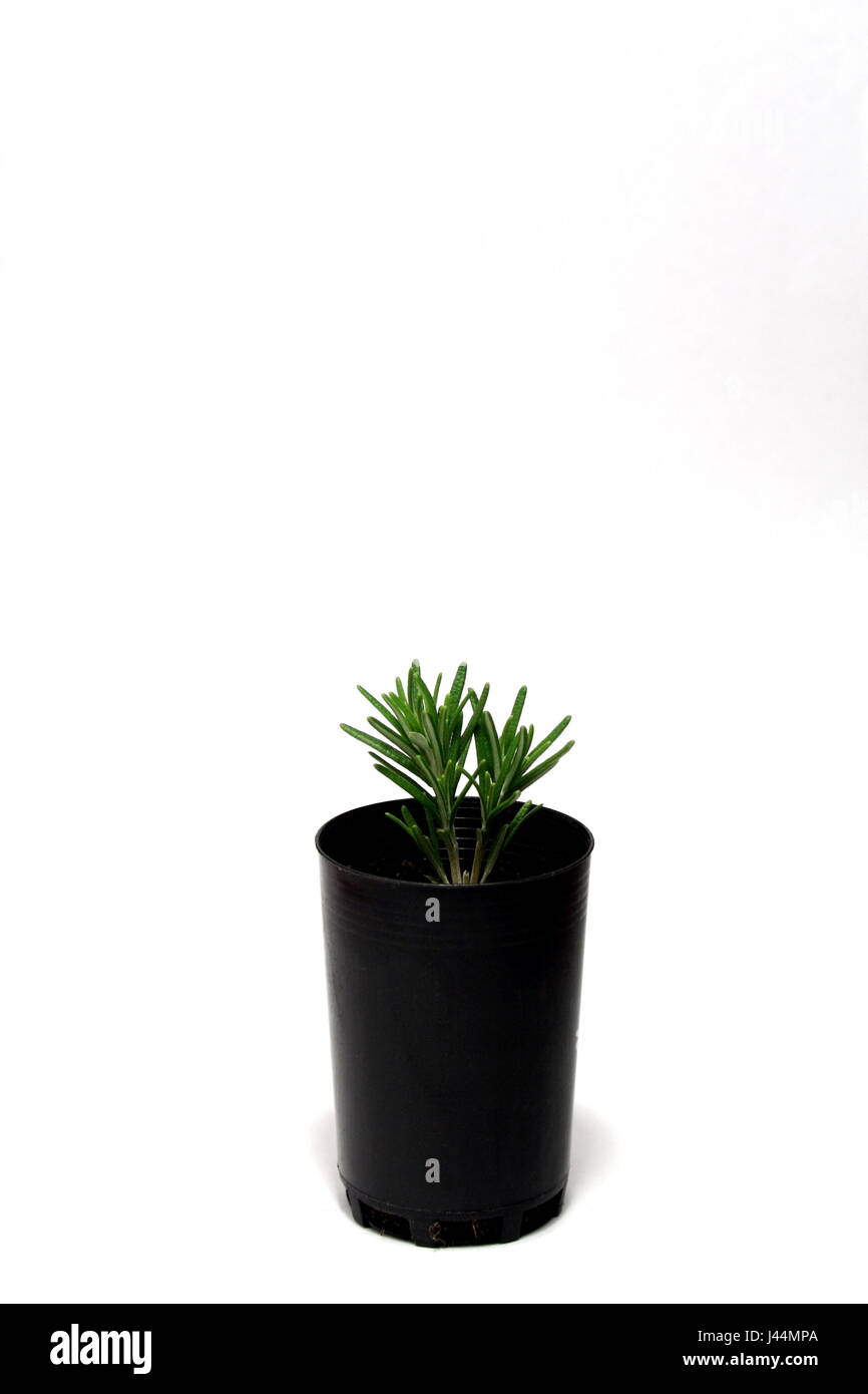 Rosmarin im Blumentopf Stockfoto Rosmarin im Blumentopf Stockfoto