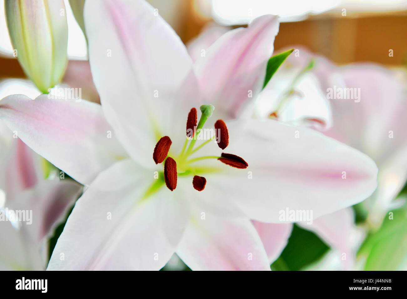 Blass rosa orientalische Lilie Blume Stockfoto