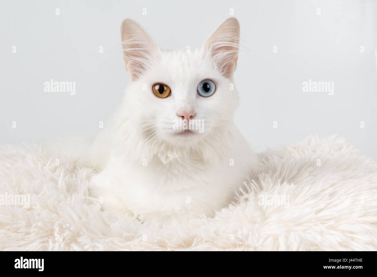 Weiße Katze mit anderen farbigen Augen. Studio-Porträt einer niedlichen weißen Odd-eyed Katze, sitzend auf einem Kissen Stockfoto