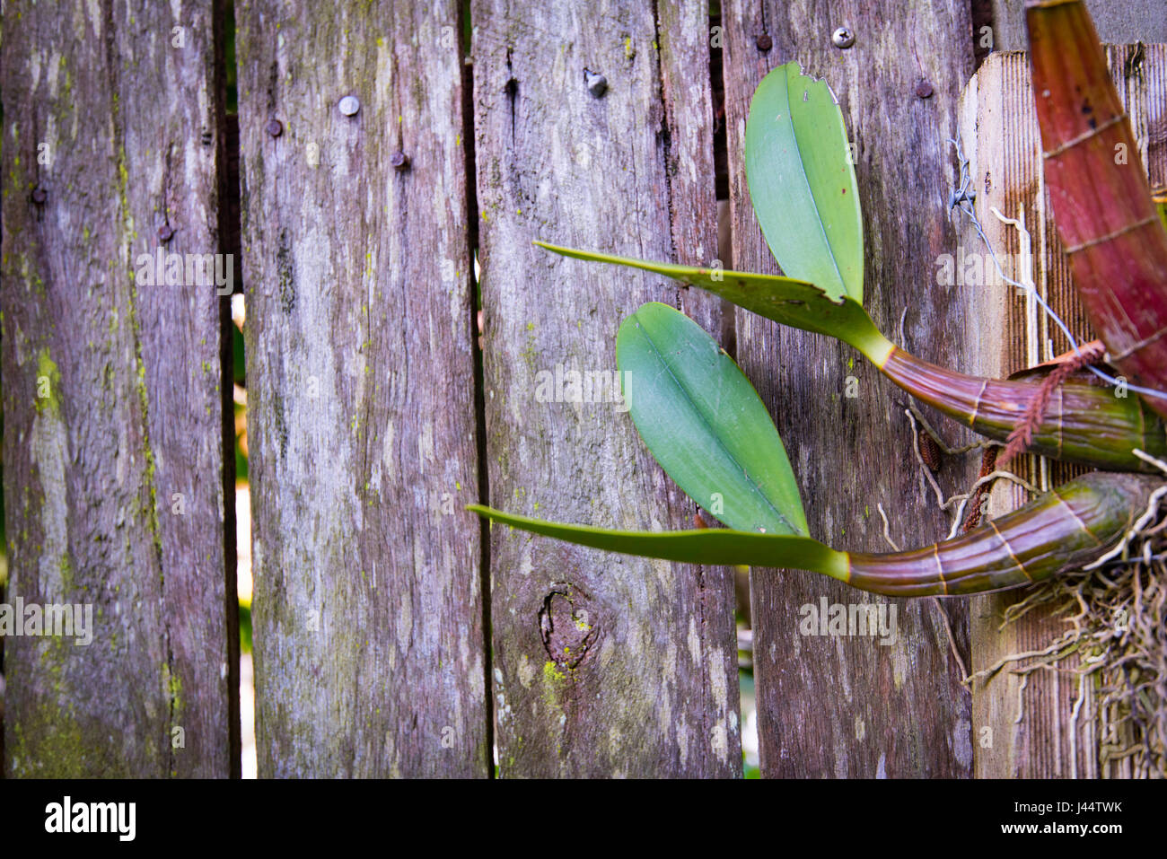 Eine junge Sydney Rock Orchidee ein Stück Holz befestigt und montiert auf einem Hinterhof Zaun in Sydney Stockfoto